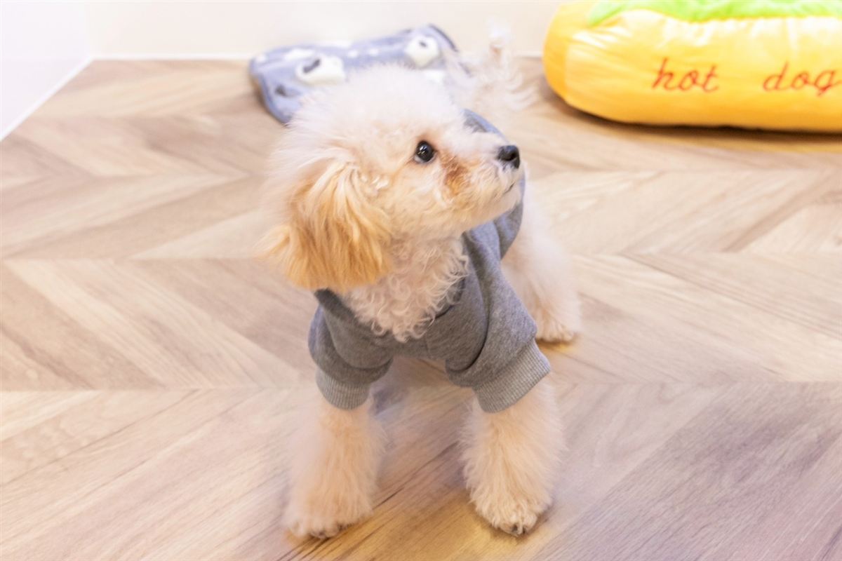 ペットセラピーの看板犬